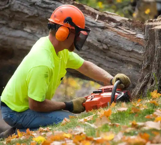 tree services Little Canada